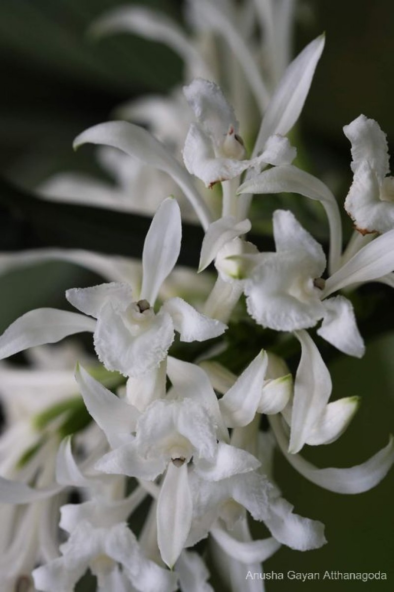 Corymborkis veratrifolia (Reinw.) Blume